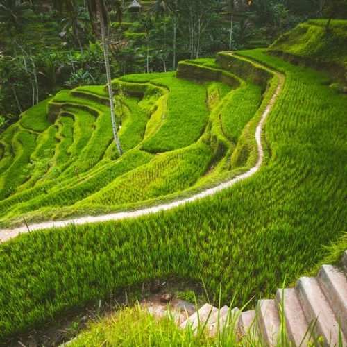 tegalalang-rice-terrace-in-the-ubud
